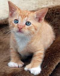 But some felines are born with extra toes. Polydactyl Cat Cat Facts Cats Kittens Cutest