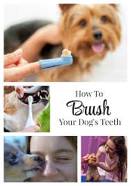 Your Dog S Oral Hygiene Is So Important And Today I Ll Tell You How To Brush Your Dog S Teeth And A Few Other Tricks T Dog Teeth Dog Toothpaste Dog Health Tips