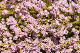 Unusual flowers amazing flowers purple flowers beautiful flowers purple garden gardening dream garden mother nature planting flowers. Closeup Of Tiny Pink Bush Flowers In Bloom Stock Photo Picture And Royalty Free Image Image 63747625