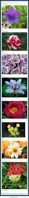 Different flowers mean different things, but with such a wide variety available you're guaranteed to find the perfect arrangement no matter which family member you intend to send them to. Sorry For The Long Post But Please Click Flowers And Body Positivity Some Positive Thinking And A Good Way Of Viewing You Flowers Faith In Humanity Quotes