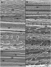 Image result for Danthoniopsis dinteri