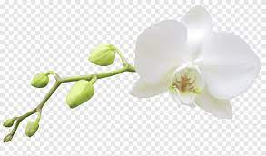 Maybe you would like to learn more about one of these? Haiku Png Images Pngegg