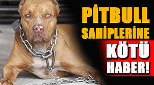 Pitbull Beslemek Yasak Mi Gundem Www Izlenenhaber Com Haber Sitesi