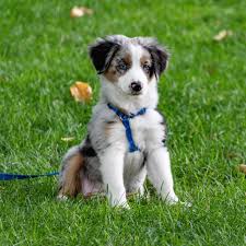 Download and print your copy today! Pet Waste Removal Bullseye Lawn Care