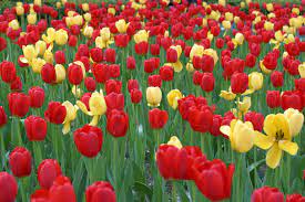 Tulips File Tulips On Park Ave Jpg Wikipedia The Free Encyclopedia