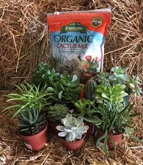 The water puddles on the soil and takes forever to soak in then the succulents just sit in soppy wet soil. How To Propagate Succulents Stone Brothers