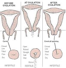 Image result for cervix position