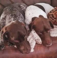 Maybe you would like to learn more about one of these? German Shorthaired Pointer Puppies Home Facebook