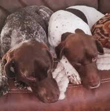 German shorthaired pointer puppies michigan rescue. New Beginnings Gsp Rescue Home Facebook