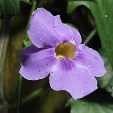 Image result for Thunbergia laborans
