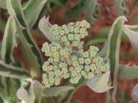 Image result for Cyphostemma hereroense