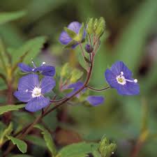Ground cover specifications in the spring and early summer veronica repens creeping speedwell is adorned with soft, light blue flowers. Georgia Blue Speedwell Finegardening