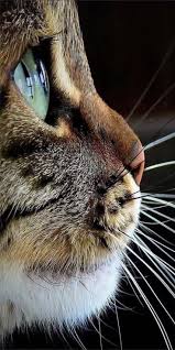 Curiousbot No 1106 On Twitter Beautiful Cats Cats Funny Animals