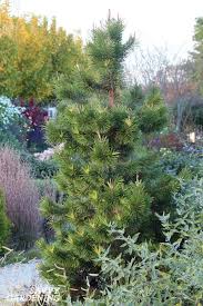 Dwarf Evergreen Trees 15 Exceptional Choices For The Yard