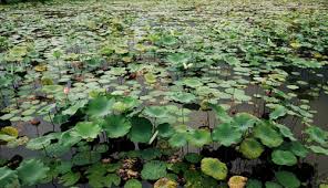 Maybe you would like to learn more about one of these? Teratai Layu Di Tasik Madu Maha Mahu Makan