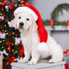 Kagome smothered her sigh and finished for her, while i'm stuck here, all alone, two days before christmas. at the sorrow in kagome's voice sango cringed on the other line. What To Ask Before Giving A Puppy For Christmas Greenfield Puppies