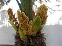 Image result for Raphia australis