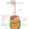 The gallbladder is a small digestive organ whose primary function is to store bile created by the liver. 1