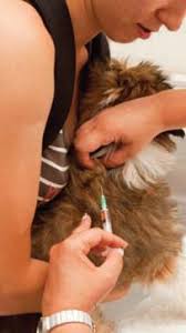 JAVMA News in: Journal of the American Veterinary Medical Association  Volume 238 Issue 5 ()