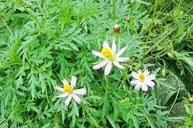 Dan kita tahu memang nama untuk satu tumbuhan atau haiwan memang berbeza dari satu tempat ke tempat yang lain. Ulam Raja Pelengkap Hidangan Penawar Penyakit Media Permata Online