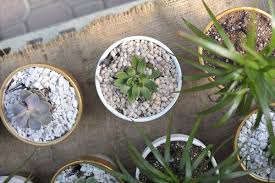 Maybe you would like to learn more about one of these? Auction Wgbh Org 100 Gift Certificate To Kennedy S Country Gardens In Scituate Ma