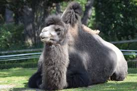 Also for a distance as large as this it will depend on how many hours per day you can walk and how many days at a stretch you can keep that pace. Bactrian Camel Welsh Mountain Zoo
