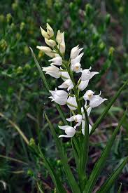 La vendita fiori diretta al cliente a bianchi è possibile perché i. Zainoinspalla La Natura In Montagna Fiori Primavera