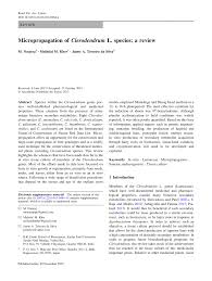 Image result for Clerodendrum lutambense