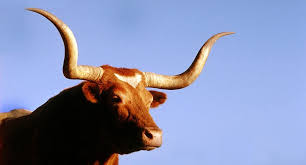 Texas Longhorns 12 Facts You Probably Dont Know About The