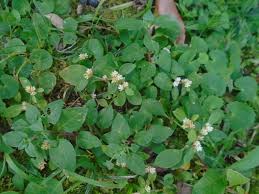 Image result for Alternanthera tenella