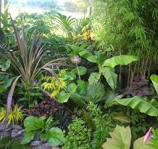 Epingle Sur Jardin Exotique