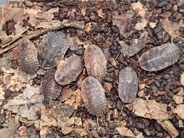 Image result for Brownleea maculata