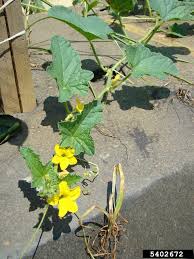 Image result for Cucumis melo