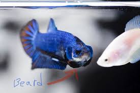 Whether male and female bettas can live together depends on several factors, but it is possible.the males and females must come together at some point betta splendens is the most commonly available betta species and is extremely aggressive towards other bettas. Female Vs Male Betta Fish Which Is Better To Keep Zenaquaria