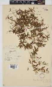 Image result for Rhynchosia galpinii