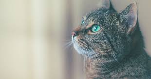 It's hard to boil down into a short article exactly what it is that. Cat Breed Guide To Identifying Separation Anxiety And Stress In Felines