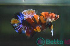 Panjang ikan cupang ini bisa mencapai lebih dari 11 cm… 96 Ikan Cupang Giant Ideas In 2021 Cupang Giants Betta