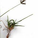 Image result for Eustachys paspaloides