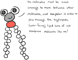 Mosaic = made of a combination of molecules (lipids, proteins, and carbs) cell membrane animation phospholipids fatty acid phosphate phosphate head hydrophilic fatty acid tails hydrophobic arranged as a bilayer repelled by water attracted to water arranged as a phospholipid bilayer polar hydrophilic heads nonpolar hydrophobic tails. Passive Transport And Active Transport Across A Cell Membrane Article Article Khan Academy