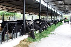 Cattle farming is perhaps one of the most lucrative animal farming businesses an entrepreneur can start, but that does not rule out the fact that it can sometimes be challenging especially if you don't live around a farm community where you can easily build your cattle ranch. Dairy Farming Set Up In India A Complete Guide Agri Farming