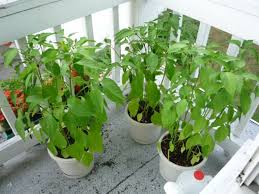 Balkonlarınızda mevsime uygun olarak süs bitkileri, soğanlı bitkiler, yeşillikler yetiştirebilirsiniz. Balkonda Saksida Sebze Meyve Nasil Yetistirilir Ipuclari 2021 Dekorcenneti Com