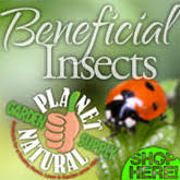 In today's episode we look at ten garden insects that damage your vegetable garden. Beneficial Insects For Garden Greenhouse Planet Natural