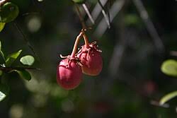 Image result for Gymnosporia oxycarpa