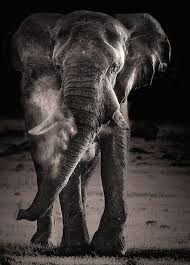 African Elephant Black And White Elephant Pictures Wildlife Photography Black And White African Elephant Loxodonta Africana Flicking Up Dust Elephant African Wildlife Cute Elephant Pictures