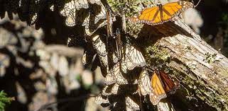 El Misterio De La Migracion De Las Mariposas Monarca Explicado Por Matematicos