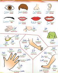 Mengutip dari situs konsultasisyariah tulisan dari ustadz ammi nur baits beliau asmaul hayawanati artinya nama nama hewan dalam bahasa arab. Bahasa Arab Anggota Tubuh Dan Artinya Kepala Kaki Tangan