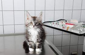 This is usually released into the upper small intestine. What Does It Mean If A Cat Is Throwing Up Clear Liquid Lovetoknow
