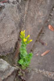 Image result for Lobelia welwitschii