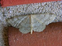 Image result for Idaea biselata