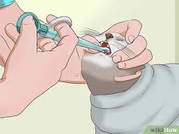 Having spent years observing others force feed their cats tablets, often wrestling them to the floor and getting bitten, i thought i would share this simpler. 6 Ways To Give A Cat A Pill Wikihow Pet